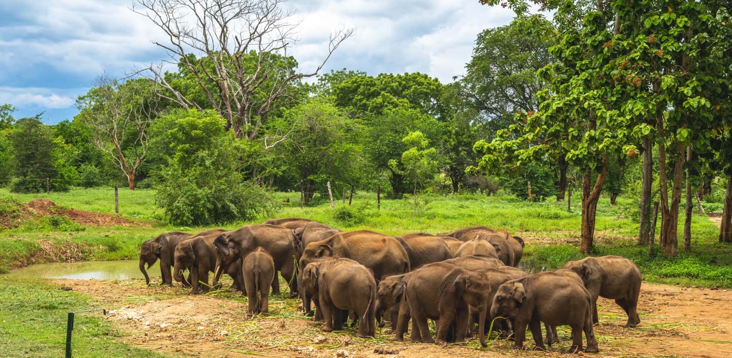 Wild elephants in Udawalawe National Park