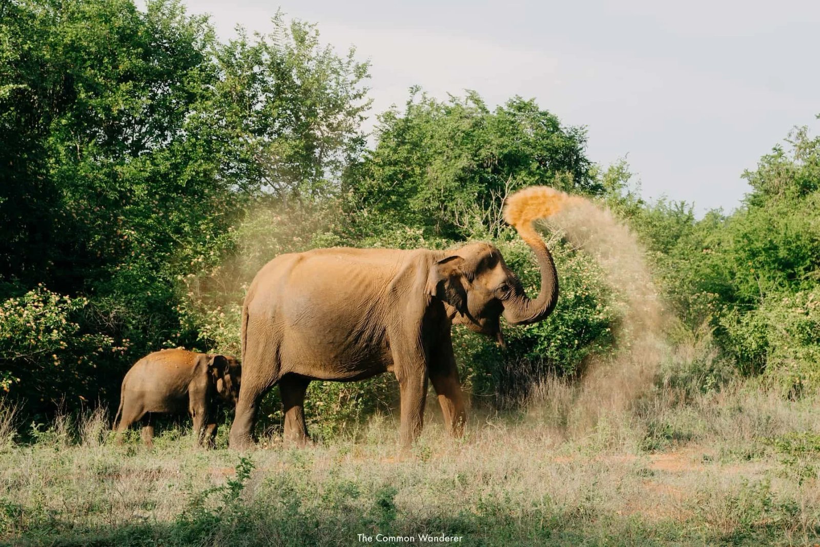 Baby elephant at Elephant Transit Home